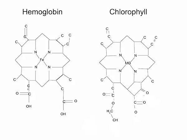 Hemoglobin-Chlorophyll