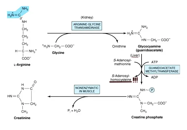 Biosíntesis de la creatina