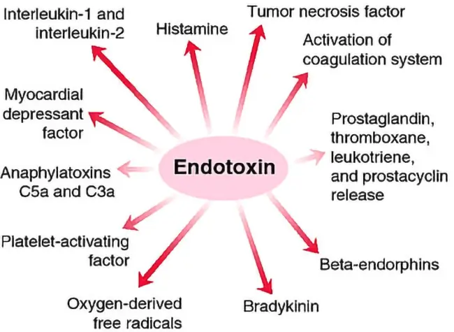 Efeitos da endotoxina