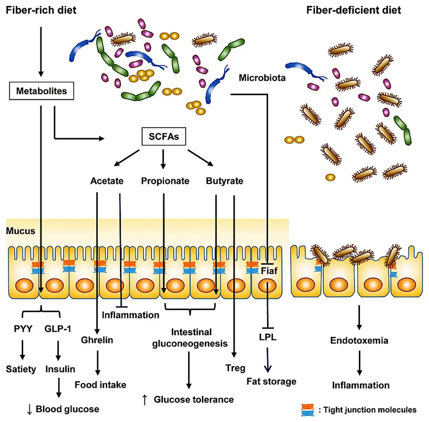Fiber deficient diet effects on microbiota