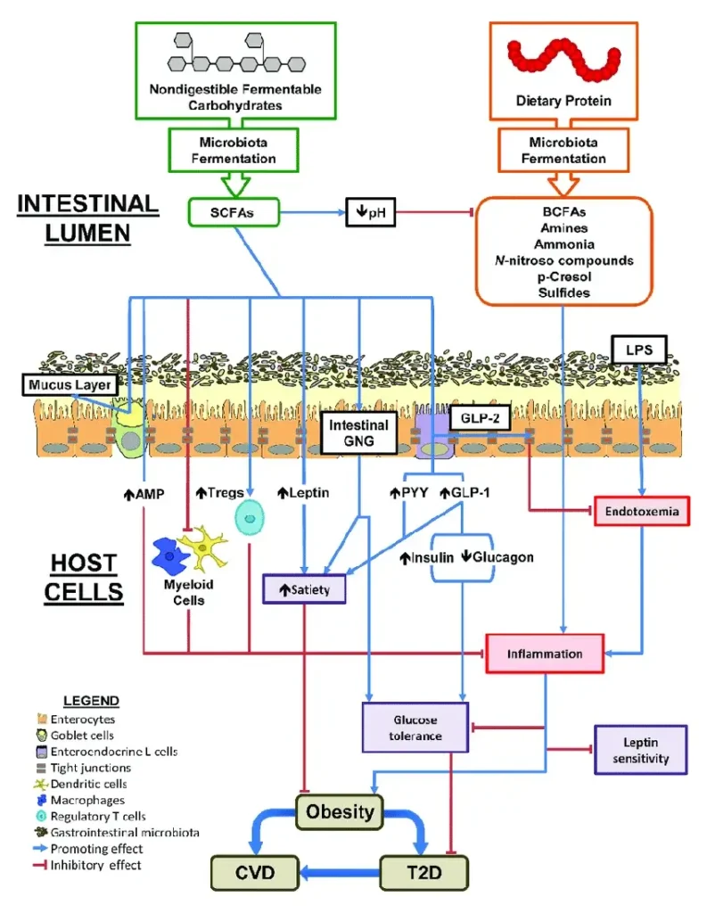 Fiber rich vs protein rich diet effects on GI-microbiota and modulation of host health