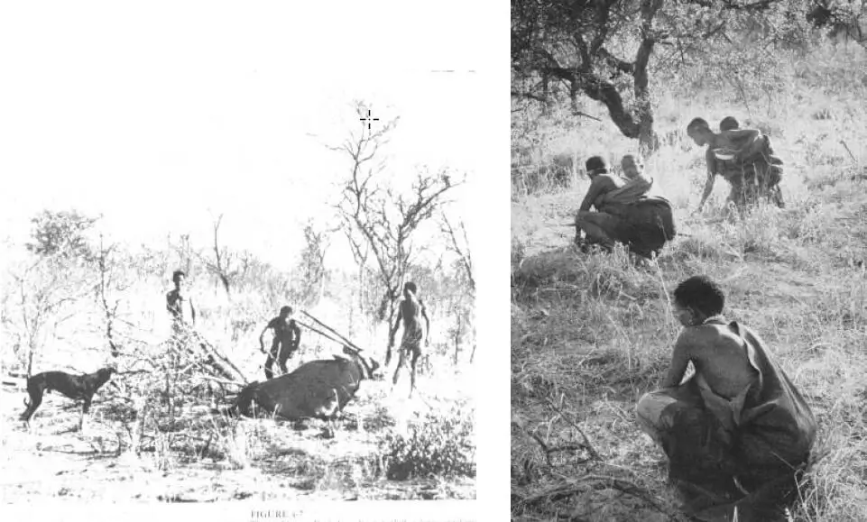 Jagd- und Sammelstrategie der Kalahari San