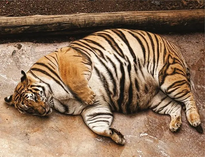 中国の動物園で肥満のシベリアトラ