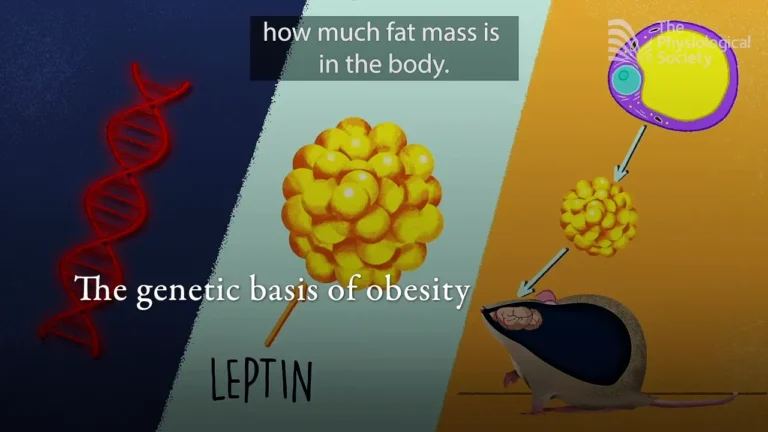 Las bases genéticas de la obesidad
