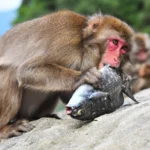 monkey eating fish | GoVeganWay.com