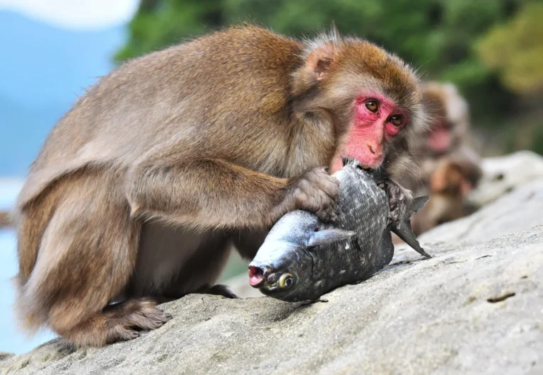 mono comiendo pescado GoVeganWay.com