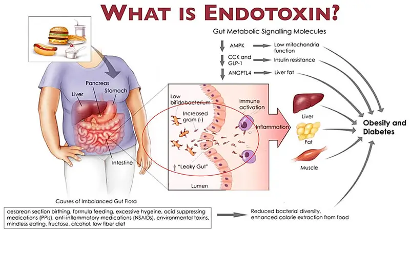 Was ist Endotoxin (Endotoxämie)?