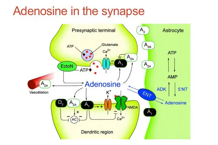 The real reason for all of the coffee benefits- Adenosine in the Synapse