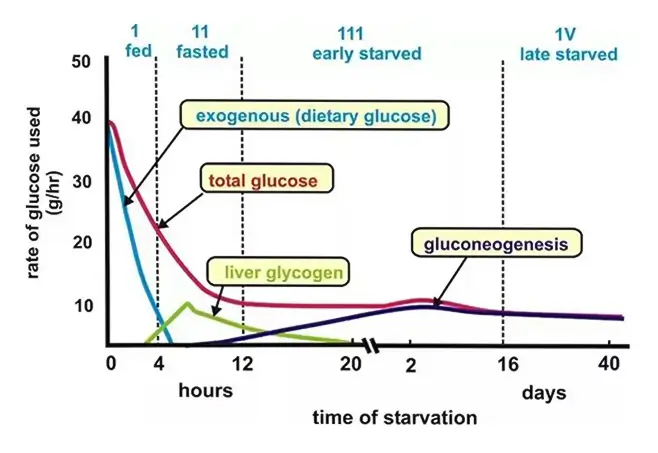 Glycogen depletion in fasting