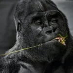 Gorila comiendo | GoVeganWay.com