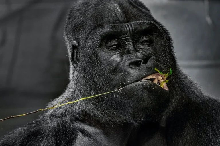 Gorilla eating | GoVeganWay.com
