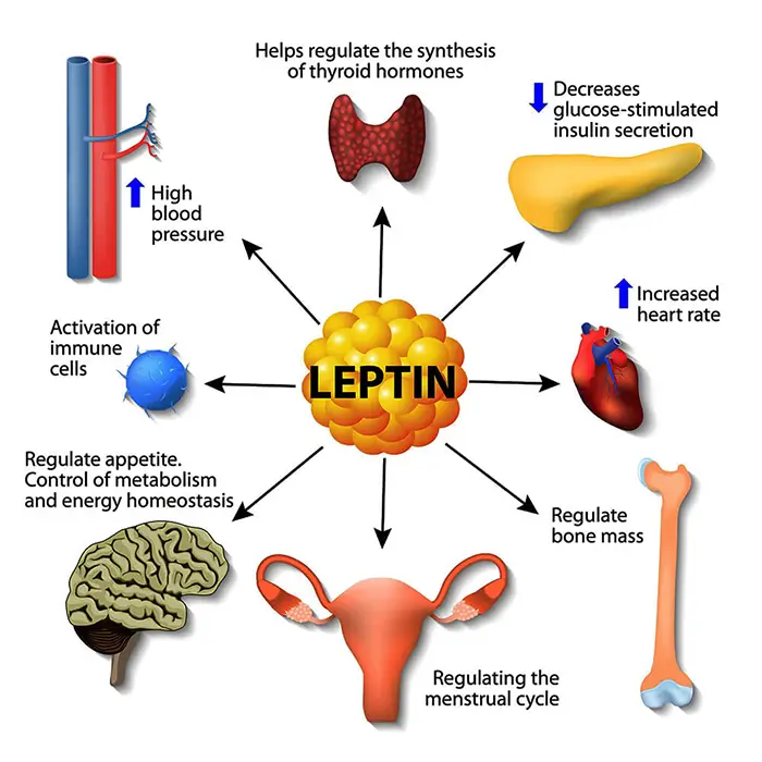Mecanismo de acción de las hormonas leptina y grelina