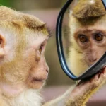 Prueba del espejo del mono | GoVeganWay.com