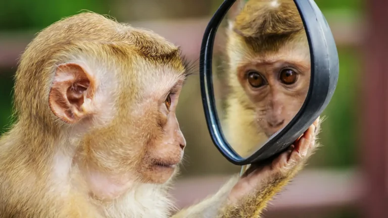 Monkey Mirror test GoVeganWay.com