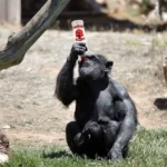 Monkey drinking vodka