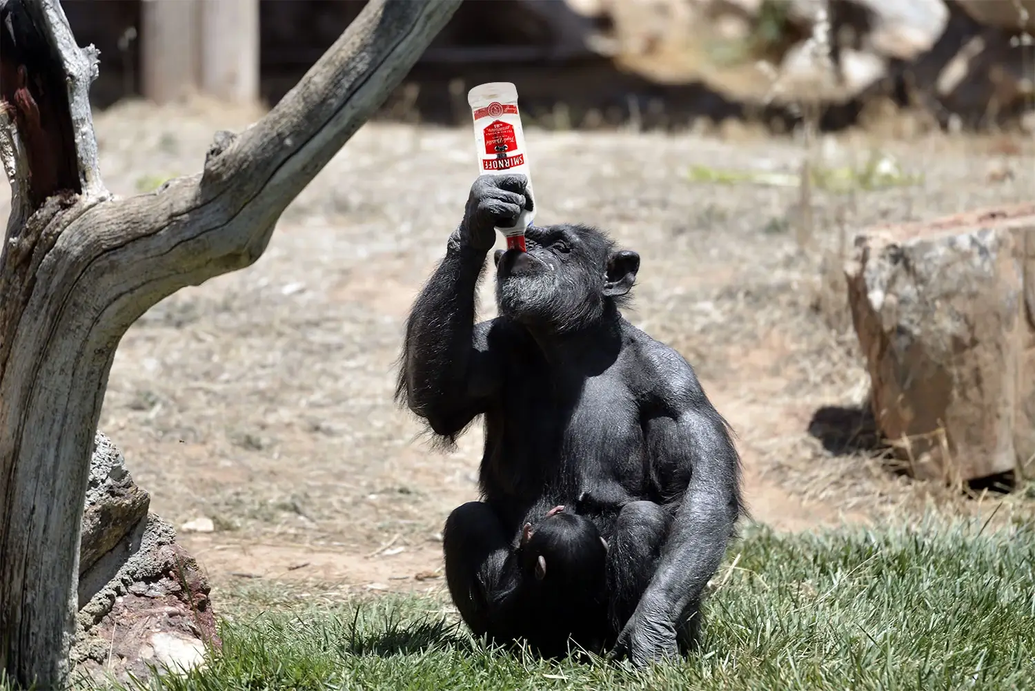Macaco bebendo vodka GoVeganWay.com