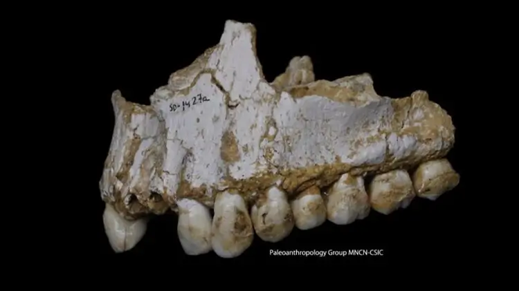 Neanderthal upper jaw from El Sidrón cave in Spain