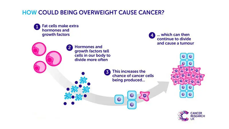 células adiposas e risco de estrogénio e cancro