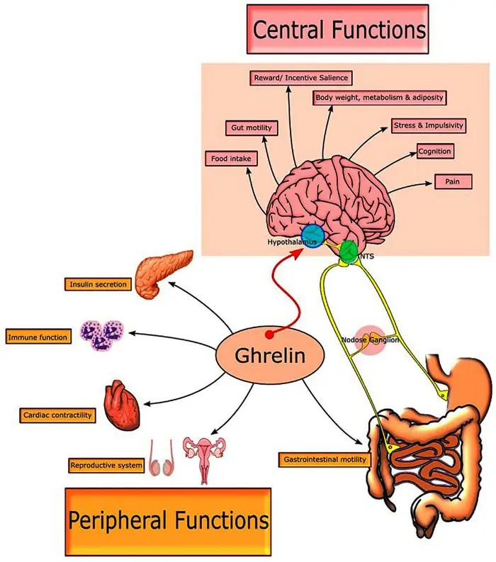 la ghrelina y el cerebro