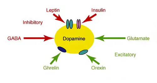 resposta hormonal à dopamina