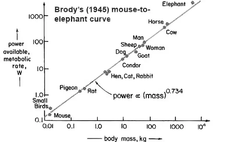 マウスからゾウへの曲線
