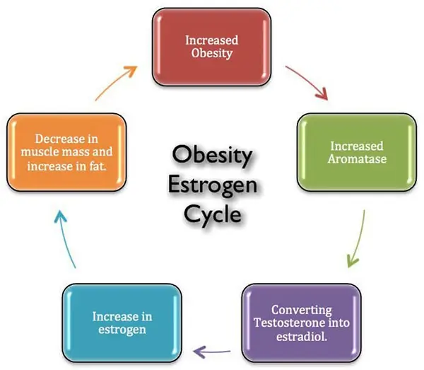 obesidad ciclo estrógeno