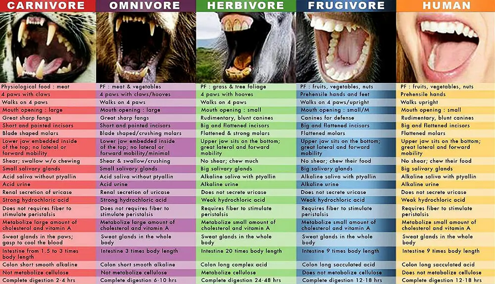 représentation omnivore