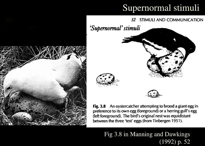supernormal-stimuli
