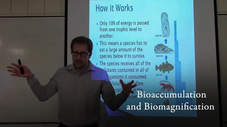 Bioacumulación y biomagnificación
