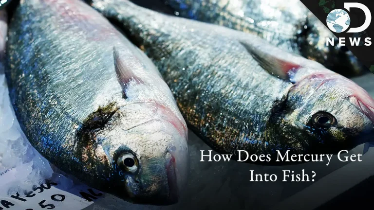 ¿Cómo llega el mercurio al pescado?
