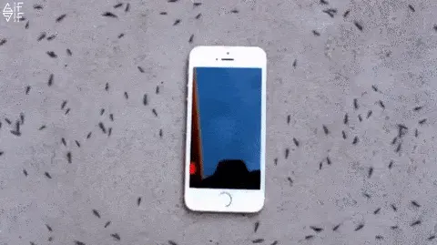 Hormigas dando vueltas alrededor del móvil