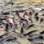 fish farm filthy | GoVeganWay.com