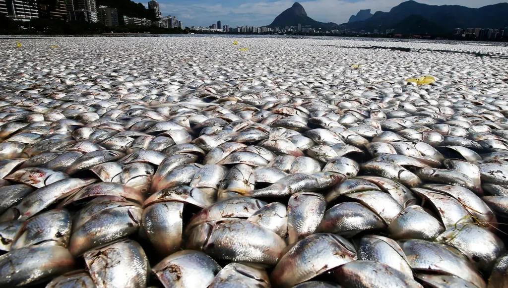 rio de janeiro dead fish | GoVeganWay.com