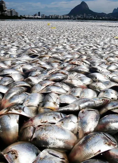 Fish toxicity- The most toxic meat