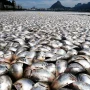 rio de janeiro peixes mortos | GoVeganWay.com