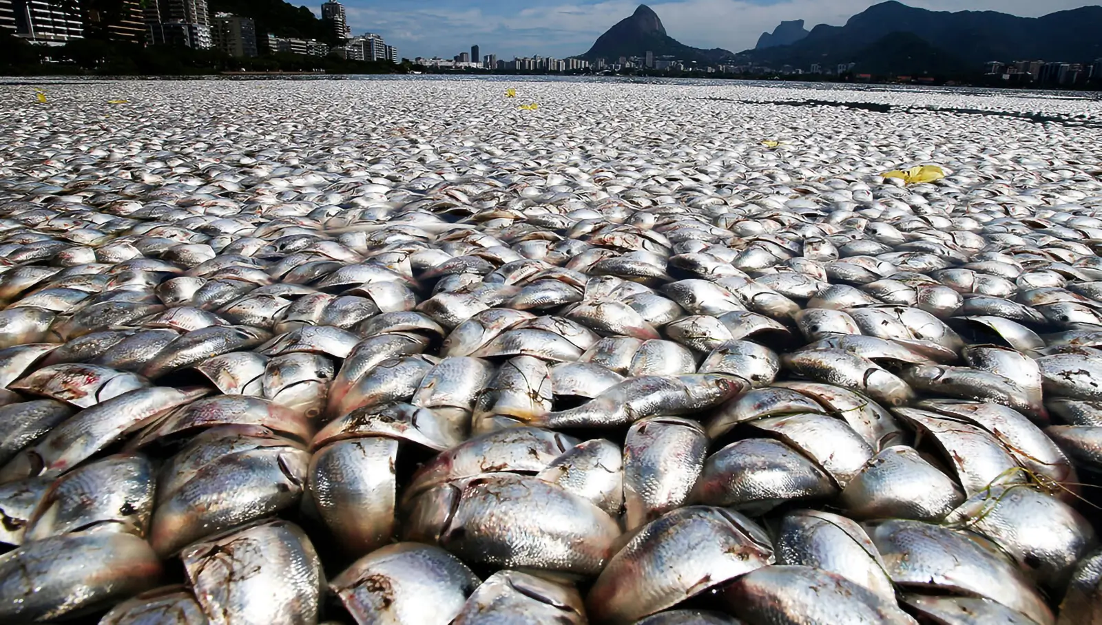 リオデジャネイロの死んだ魚 GoVeganWay.com