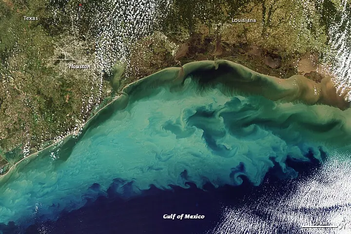 Мексиканский залив-цветение водорослей