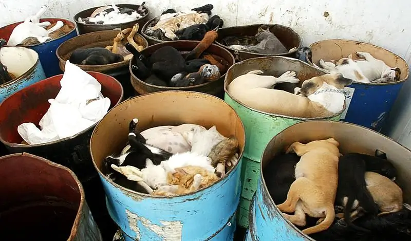 Perros y gatos eutanasiados | GoVeganWay.com