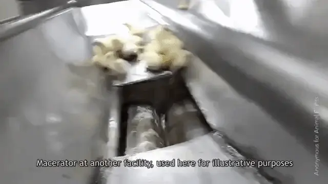 male chicks macerator