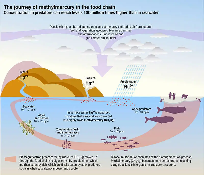 Methylmucery-Biomagnifikation