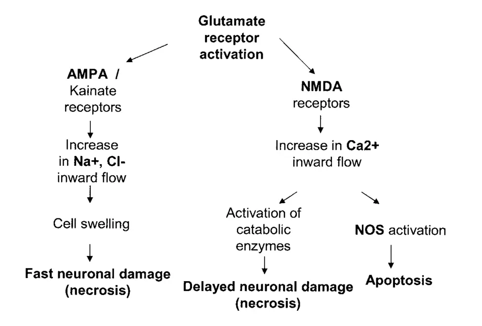 Excitotoxicity , Glutamate receptors activate necrosis and apoptosis.