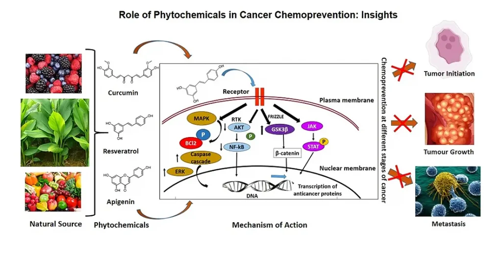 がんの化学予防における植物化学物質の役割 GoVeganWay.com