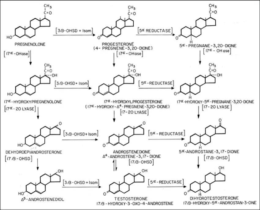 Рисунок 1. Расположение стероидных гормонов молочного происхождения в каскаде выработки дигидротестостерона (ДГТ)