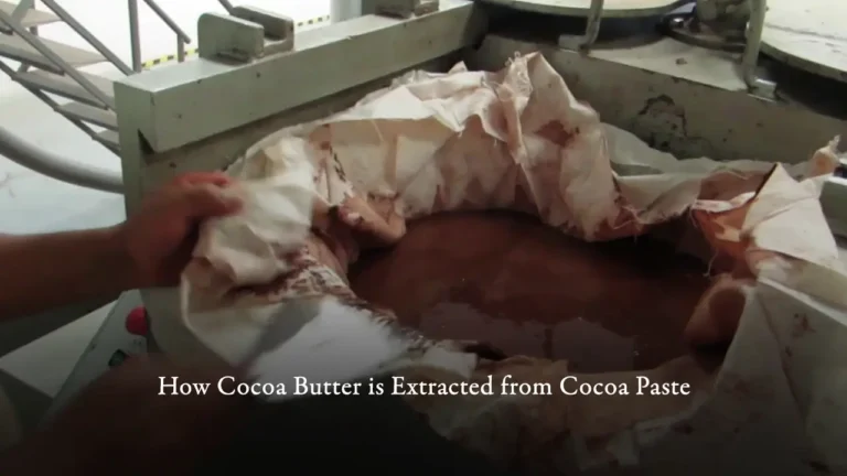 Cómo se extrae la manteca de cacao de la pasta de cacao