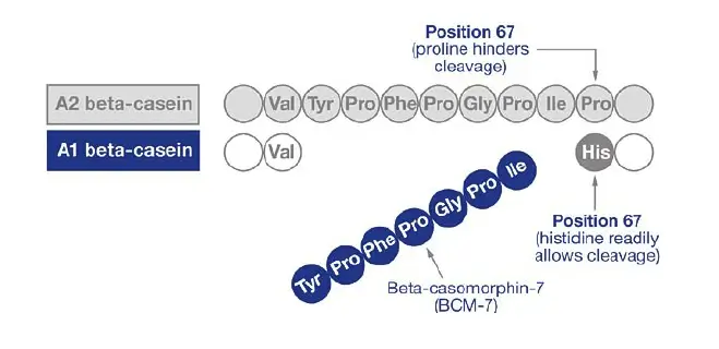 Liberación de beta-casomorfina-7