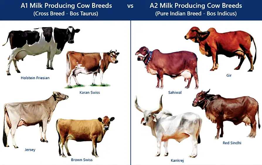 a1乳牛とa2乳牛の品種