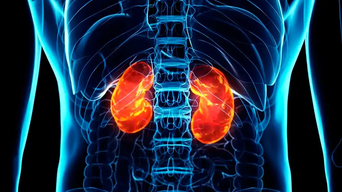 kidney 1 | GoVeganWay.com