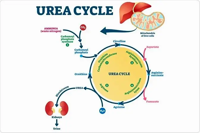 ciclo de la urea