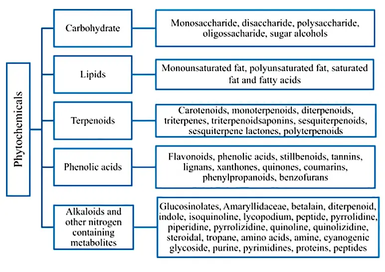 Categorization of phytochemicals.