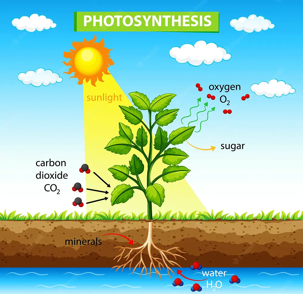 фотосинтез-растение